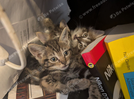 Gorgeous Kittens Ready For New Homes 26th August