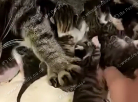 kittens for sale