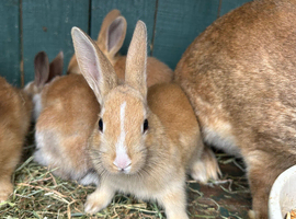 Rabbit available