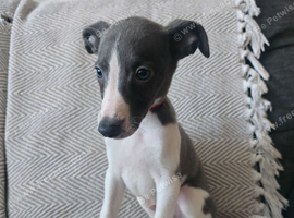 Beautiful Puppies Ready Now