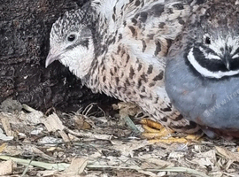 Quail