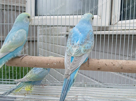 Baby rainbow budgies