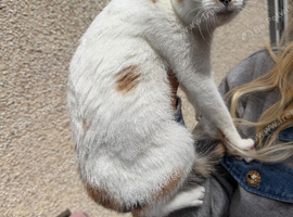 Kitten
