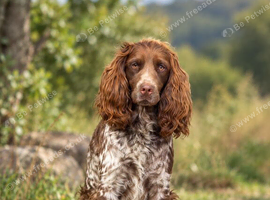 The most handsome cocker spaniel