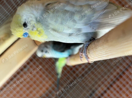 Budgie
