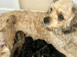 7 Adorable Cavachon puppies need loving homes