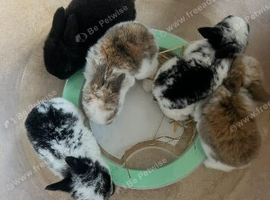 Six bunnies needing a loving home