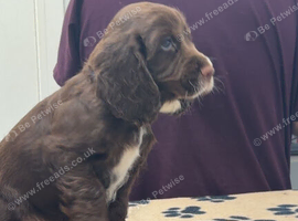 Puppies ready next week