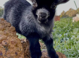 MY 8 MONTH OLD PYGMY GOAT IS MISSING!