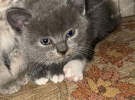 Male British shorthair