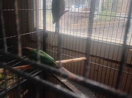 Pair of conures