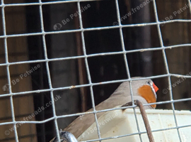 5 zabra finches
