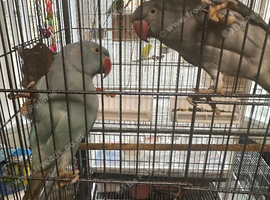 Hi for sale my pair Indian ringneck blue & grey with big black cage
