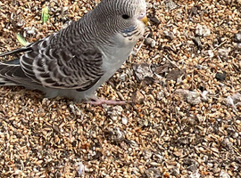 Baby budgies