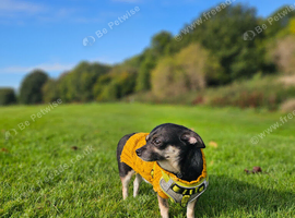 Chihuahua jack Russell