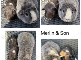 X2 male Guineapigs, Silver Rex and smooth black son