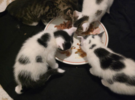 4 adorable kittens for sale
