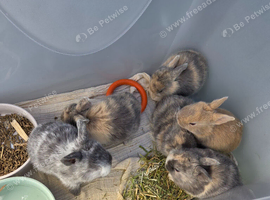 Baby Bunnies