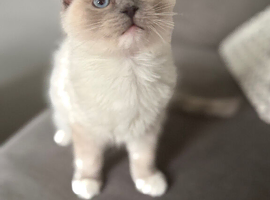 Kitten for sell