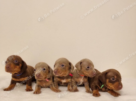 Beautiful Miniature Dachshund Puppies - Isabella & Chocolate & Tan