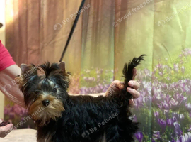 Yorkshire terrier boy