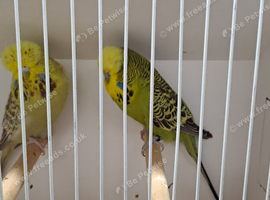 Pair of exhibition budgies for sale