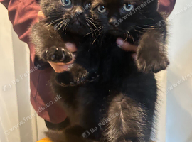 British short hair kittens
