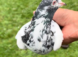 13 Pakistani pigeons for sale