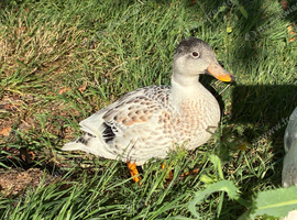 7 call miniature call ducks for sale unsexed