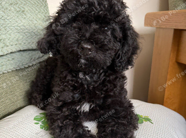 Miniature x Toy Poodle