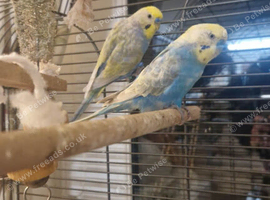 Budgies