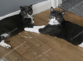5 kittens for sale 50 secures deposit wanting &pound;100 for them