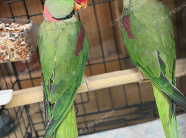 Proven pair of Alexandrines