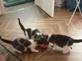 British shorthair kitten