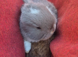Holland lop boys