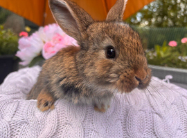 5 beautiful French lop x mini lop