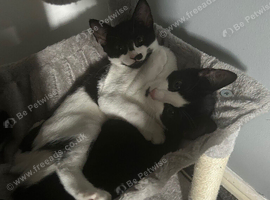 Cats