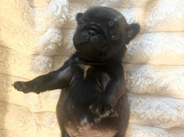 Pug puppies