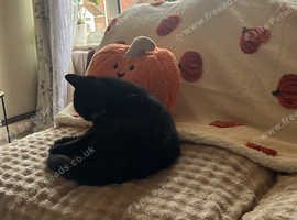 1 year old black Tom cat