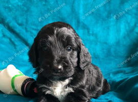Exquisite cockapoo puppies from Health tested parents