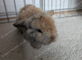 Mini lops