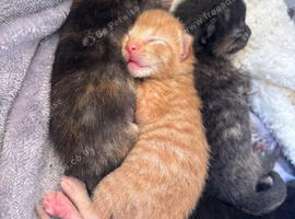 Gorgeous litter ready September 28th!