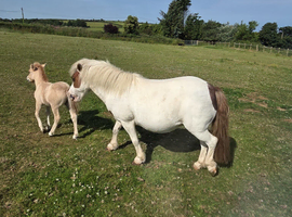 Mare&filly foal