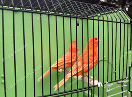 Dimorphic canary's