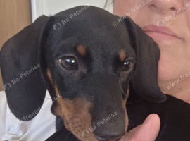 Male dachshund