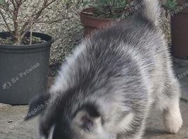 7 stunning husky pups -Ready for their forever home