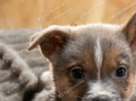 11 week old male Pomchi