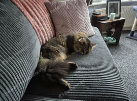 Maine coon x