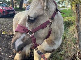 14hh Bombproof Allrounder Palomino Cob Mare