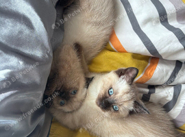 Stunning Persian x Ragdoll x Siamese Female Kitten - Blue Eyes & Confident Character